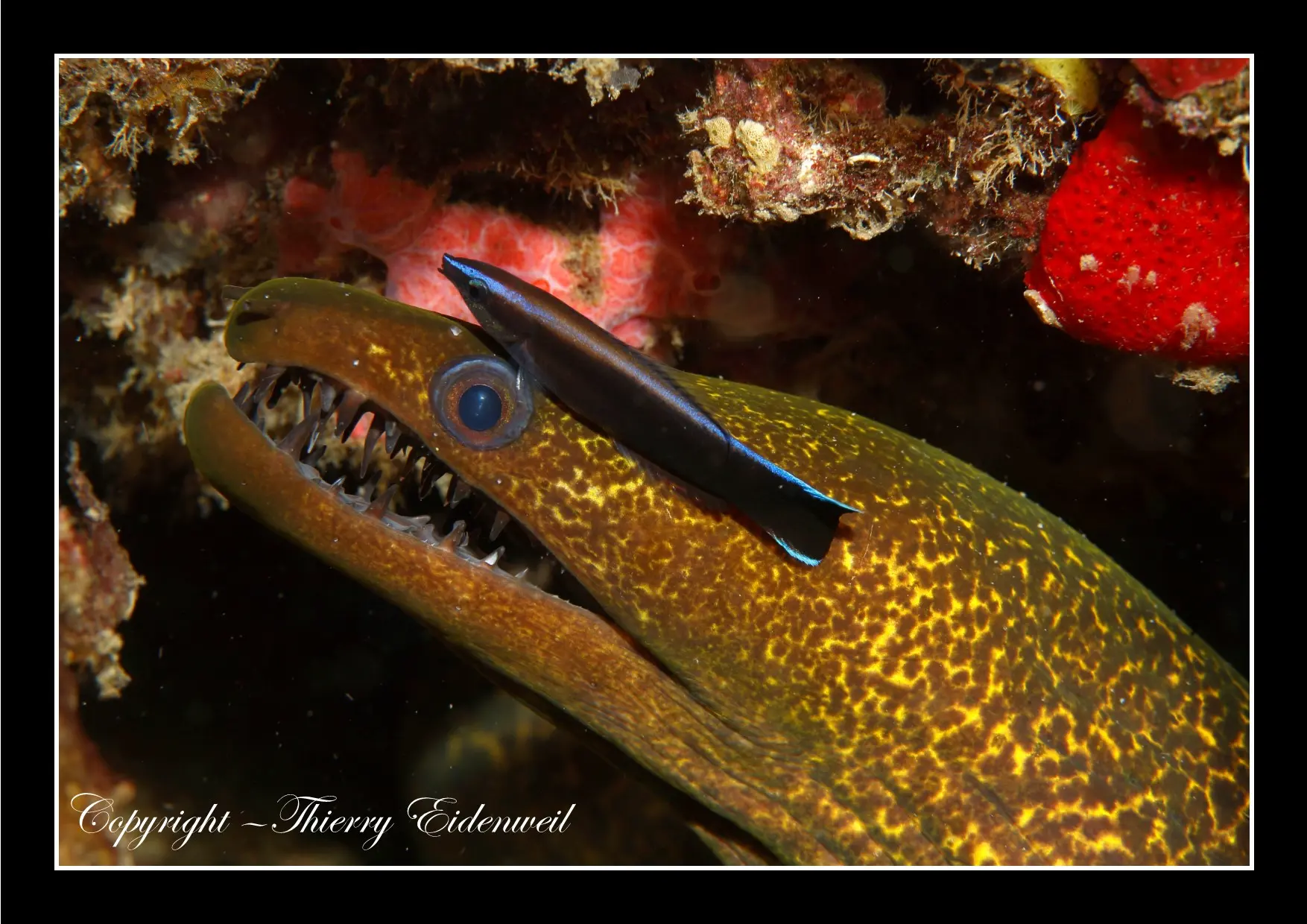 Anilao Macro Dive Media Highlight
